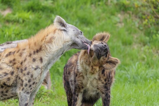 Two adult spotted hyenas (Crocuta crocuta), one male and one female, display courtship behavior
