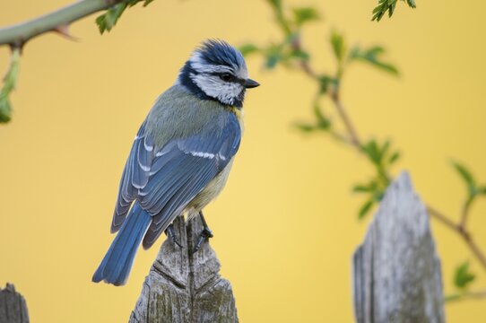 Blue tit, parus caeruleus, birds, garden fence, garden fence, tits, passeri, songbirds, songbirds, tits, birds