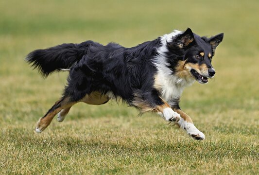 Mixed breed dog between Border Collie and Australian Shepherd jumps across meadow, Switzerland