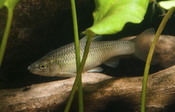 Blue ribbon bear, pseudorasbora parva, stone moroco, stone moroko, fish, fish, pisces, topmouth gudgeon