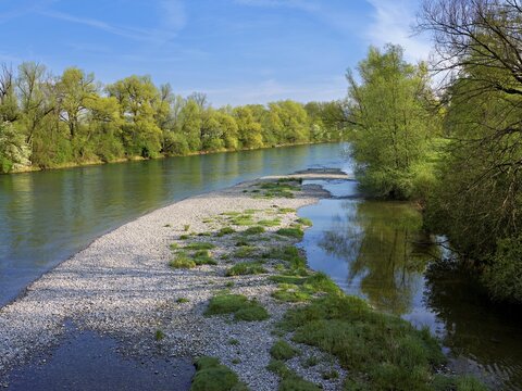 Weiden (Salix), on the banks of the River Reuss, Merenschwand, Freiamt, Canton of Aargau, Switzerland