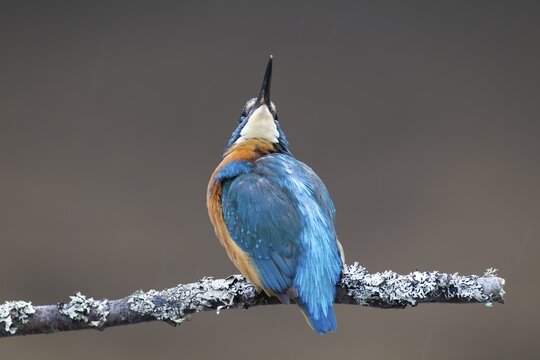 Common kingfisher (Alcedo atthis) adult bird on a tree branch, England, United Kingdom