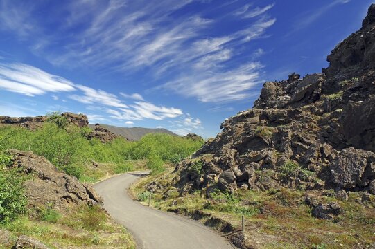 Narrow path, leads through lava fields, low trees, Dimmunborgir, Myvatn, Iceland