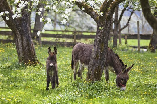 Donkey (Equus asinus), with foal in orchard, Bavaria, Germany