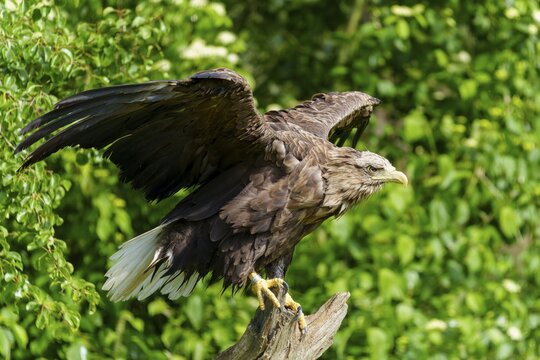 An eagle prepares for take-off while standing on a tree trunk, White-tailed Eagle (Haliaeetus albicilla), France