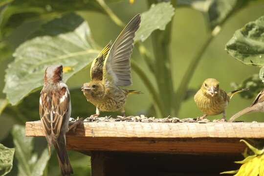A greenling (Chloris chloris) threatens a house sparrow (Passer domesticus) at the summer bird feeder in the garden, Allg&auml;u, Bavaria, Germany