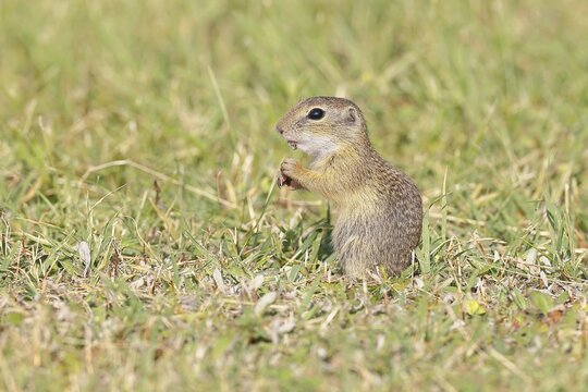 European ground squirrel (Spermophilus citellus) in a meadow, Burgenland Austria