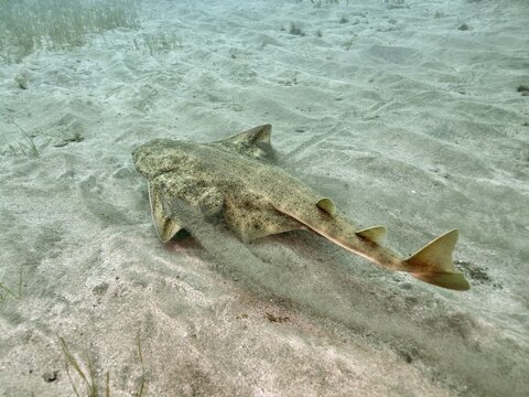 An angel shark (Squatina squatina) swims along the sandy seabed. Dive site El Cabron marine reserve, Arinaga, Gran Canaria, Spain, Atlantic Ocean