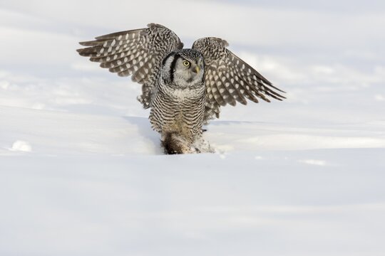 Hawk owl eating a muskrat (Ondatra zibethicus) in winter. Surnia ulula and