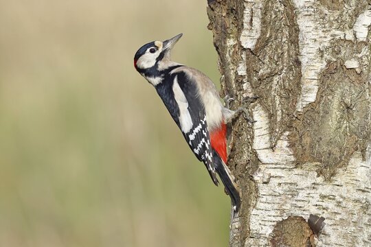 Great spotted woodpecker (Dendrocopus major), male, foraging on the trunk of a common birch (Betula pendula), wildlife, woodpeckers, nature photography, autumn, Wilnsdorf, North Rhine-Westphalia, Germany