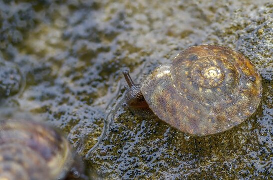 Helicigona lapicida, lapidary snail, rock picker, rock cutting snail, gastropod, mollusca, snails, molluscs