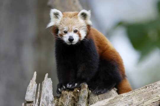 Red panda (Ailurus fulgens fulgens) on a tree trunk