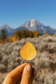 Hand holding yellow autumn leaf of a Common aspen (Populus tremula), Grand Teton National Park, Wyoming, USA