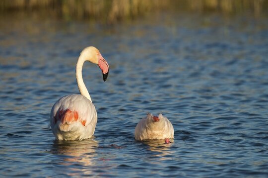 Afro-Asian Greater Flamingo, Eurasian Flamingo, European Flamingo, Granelli, Greater Flamingo, Italy, Pantano Cuba Lagoon, Pantano Longarini Lagoon, Pantani Cuba and Longarini, Phoenicopterus Roseus, Rosy Flamingo, Migratory Bird Sanctuary Pantani Cuba & Longarini, Birds, Ciconiiformes, Flamingo, Italy birds, Sicily, Foundation for Biodiversity, stork birds, birds