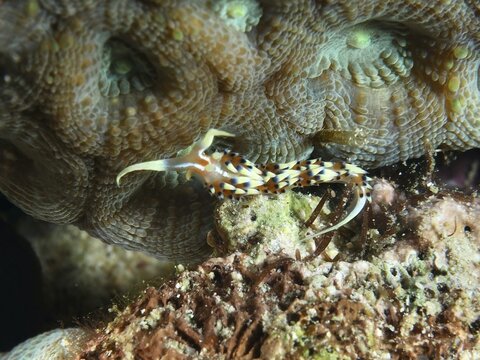 An orange-coloured, patterned sea snail, the Indian Caloria (Caloria indica), on coral, at the Spice Reef dive site, Penyapangan, Bali, Indonesia