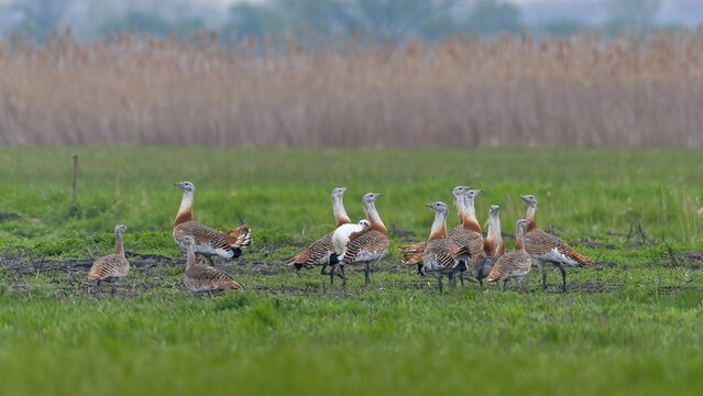 Great Bustard (Otis tarda) groups courtship display, male and female, breeding plumage, mating plumage, Pannonian Plain, Austria