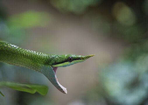 Rhinoceros ratsnake (Gonyosoma boulengeri), adult, animal portrait, mouth open, captive, China
