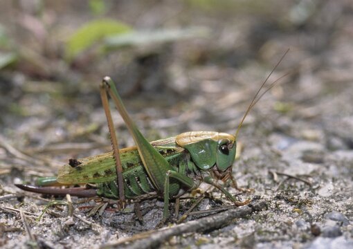 Decticus verrucivorus, grasshoppers, deciduous locusts, wart biters, ensifera, grasshoppers, grasshoppers, insects, long-feeler scares, wait biters