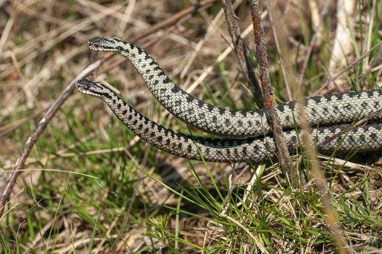 European adder, European viper, venomous snake, vipera berus, battle, critters, fight, poisonous, combat, commentary, reptilia, reptilia, reptiles, snakes, snakes
