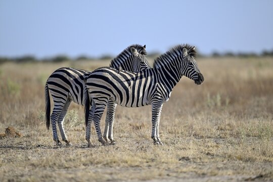 Plains zebra (Equus quagga), Nxai Pan National Park, near Gweta, Central District, Botswana