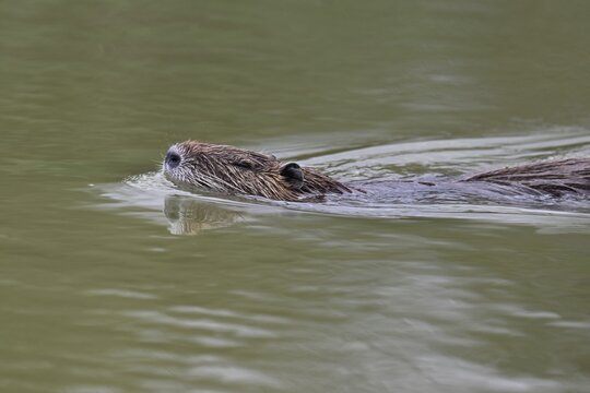Nutria (Myocastor coypus), swimming in the water, Camargue, southern France, France