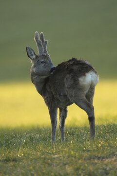 European roe deer (Capreolus capreolus) buck with velvet horns and winter coat in the morning light in the meadow, Allg&auml;u, Bavaria, Germany