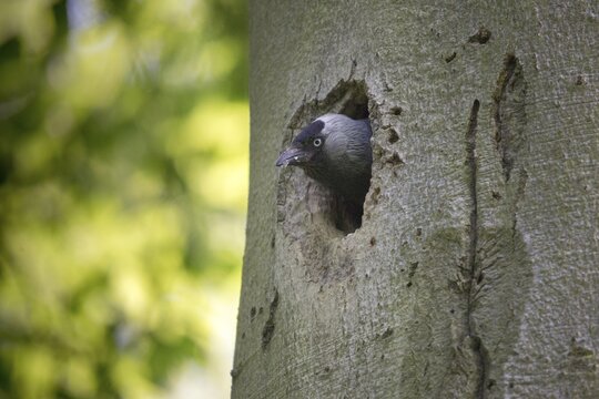 Corvus monedula, jackdaw, tree-breeding jackdaws, tree breeders, birds, corvidae family of birds, passeri, corvids, songbirds, birds