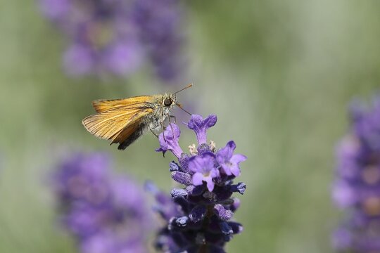 Large skipper (Ochlodes venatus), on common lavender (Lavandula angustifolia) of a true lavender, Wilden, North Rhine-Westphalia, Germany