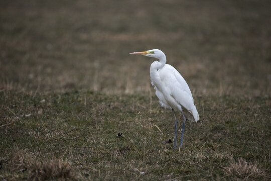 Egretta Alba, Great White Egret, Great Egret, Birds, Ciconiiformes, walking birds, waitbirds, stork birds