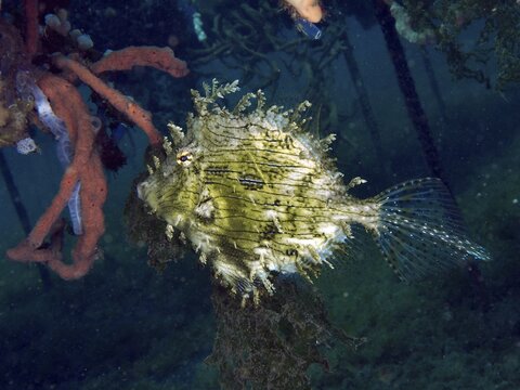 Spiny filefish (Chaetodermis penicilligerus), filefish, swimming near overgrown underwater structures, Secret Bay dive site, Gilimanuk, Bali, Indonesia