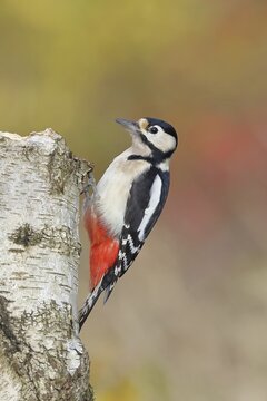 Great spotted woodpecker (Dendrocopus major), female, foraging on the trunk of a common birch (Betula pendula), wildlife, woodpeckers, nature photography, autumn, Wilnsdorf, North Rhine-Westphalia, Germany