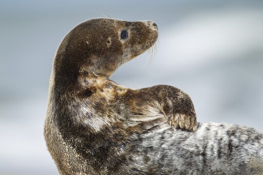 Common or harbor seal (Phoca vitulina) juvenile pup animal portrait, Norfolk, England, United Kingdom