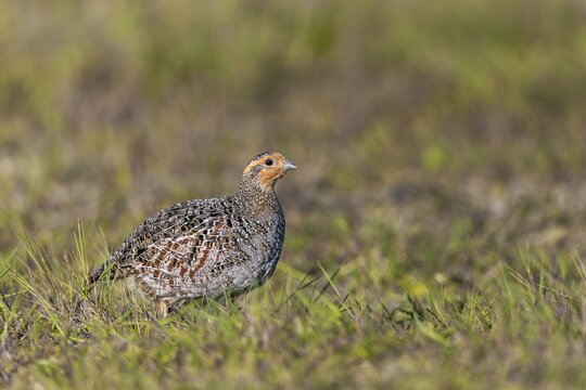 The female grey partridge (Perdix perdix) rarely interrupts her search for food, relying on the male's vigilance, Denmark