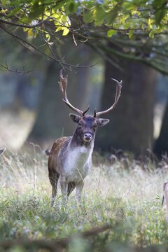 Fallow deer (Dama dama) adult male buck in a woodland, England, United Kingdom