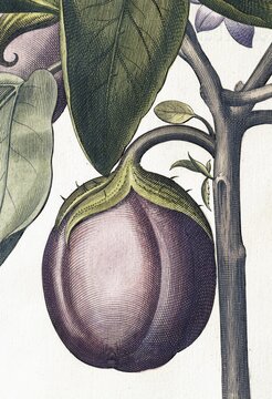 Aubergine (Solanum melongena) or egg plant, hand-coloured copperplate engraving by Basilius Besler, from Hortus Eystettensis, 1613
