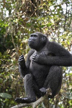 Western lowland gorilla (Gorilla gorilla gorilla) drumming on its chest, male animal, R&eacute;serve L&eacute;sio-Louna nature reserve, near Moembe, Plateau department, Republic of Congo