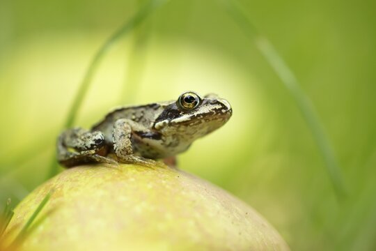 Common frog (Rana temporaria) juvenile baby froglet amphibian on a fallen apple fruit in a garden in autumn, England, United Kingdom