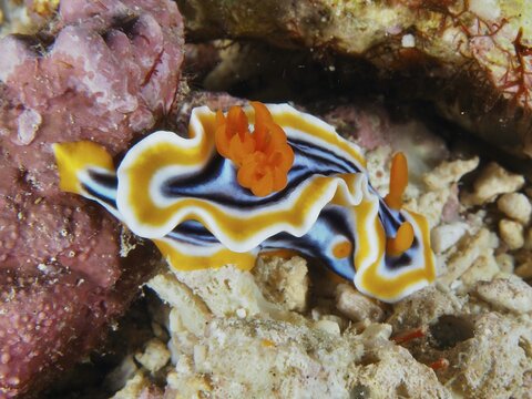 White nudibranch with black and orange stripes, magnificent star snail (Chromodoris magnifica), on a reef, dive site SD, Nusa Ceningan, Nusa Penida, Bali, Indonesia