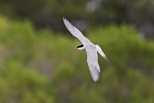 Common tern (Sterna hirundo), in flight, Saintes-Marie-de-la-Mer, Camargue, southern France, France