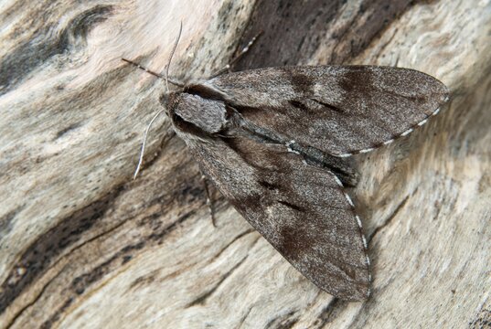 Hyloicus pinastri, pine swarmer, pine hawk moth, sphinx pinastri, pine arrow, butterfly, insects, moths, moths, moths, butterfly
