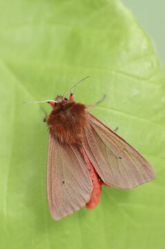 Cinnamon bear or ruby tiger (Phragmatobia fuliginosa), North Rhine-Westphalia, Germany