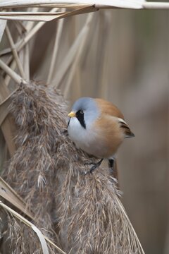 Bearded tit (Panurus biarmicus) adult male bird feeding on a Common reed seed head, Norfolk, England, United Kingdom