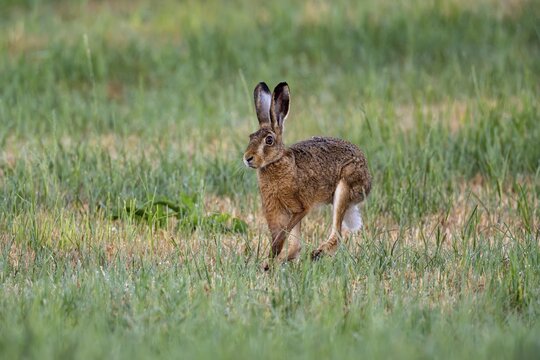 European hare (Lepus europaeus), Vulkaneifel, Rhineland-Palatinate, Germany