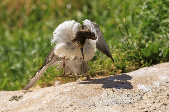 A magnificent bird displays its white feathers and stands on a stone, ruff (Calidris pugnax, syn.: Philomachus pugnax), courtship display, France