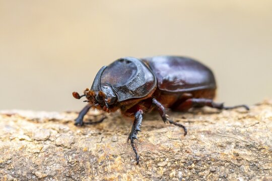 African rhinoceros beetle (Oryctes monoceros) on a branch, Tanzania