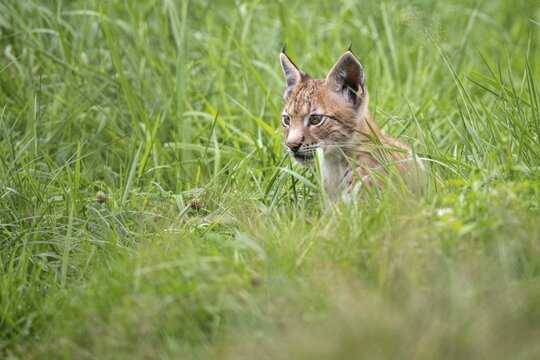 Young lynx (Lynx lynx), Haltern, North Rhine-Westphalia, Germany