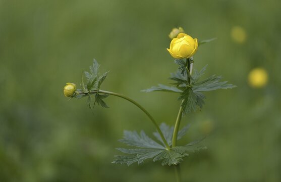 Budabin seed, buttercup, butter ball, butterrose, globe flower, goldhead, buttercup, ball ranunculus, ranunculaceae, trollflower, trollius europaeus, flora, plants, plants
