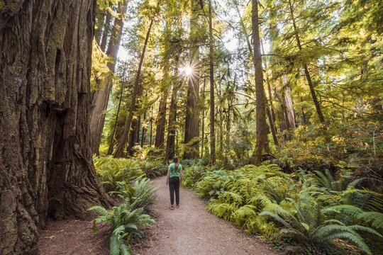 Young woman on a hiking trail through forest with coastal sequoia trees (Sequoia sempervirens) and ferns, dense vegetation, Jedediah Smith Redwoods State Park, Simpson-Reed Trail, California, USA