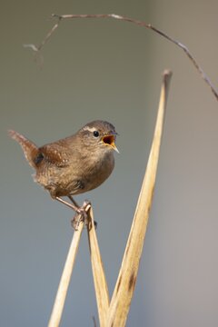 Eurasian wren (Troglodytes troglodytes), Vechta, Lower Saxony, Germany