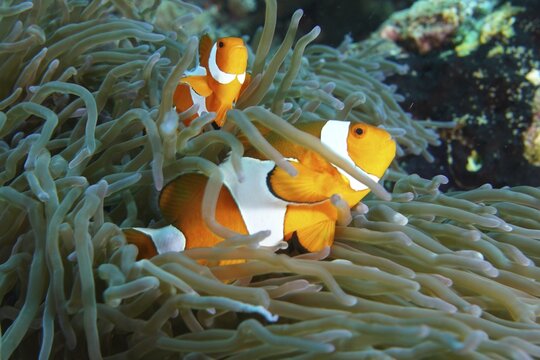 Ocellaris Clownfish (Amphiprion ocellaris) between the tentacles of a sea anemone in clear water, dive site SD, Nusa Ceningan, Nusa Penida, Bali, Indonesia